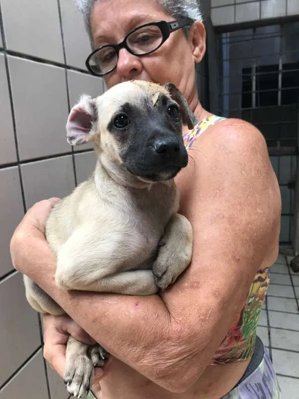 Cachorro ra a SRD idade Abaixo de 2 meses nome Molly