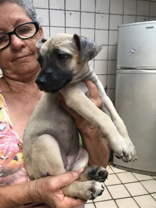Cachorro ra a SRD idade Abaixo de 2 meses nome Molly