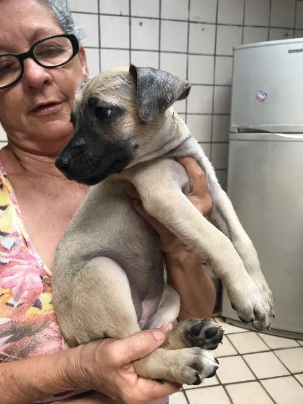 Cachorro ra a SRD idade Abaixo de 2 meses nome Molly