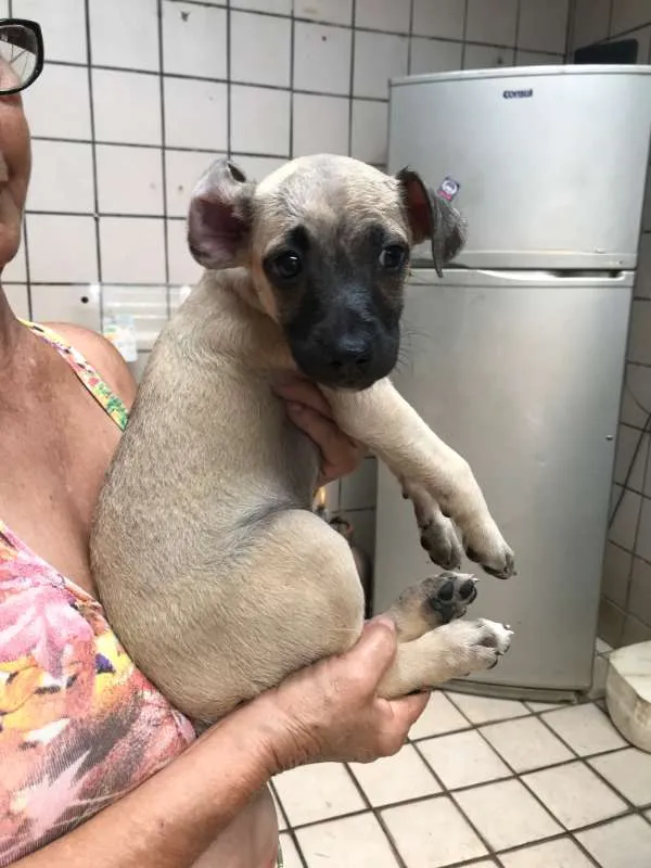 Cachorro ra a SRD idade Abaixo de 2 meses nome Molly