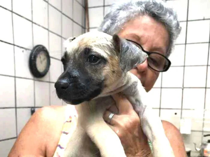 Cachorro ra a SRD idade Abaixo de 2 meses nome Molly