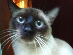Gato raça Vira lata idade 1 ano nome Téo