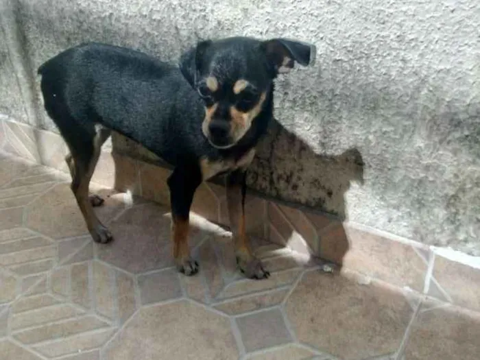 Cachorro raça Pincher idade 7 a 11 meses nome Kilo