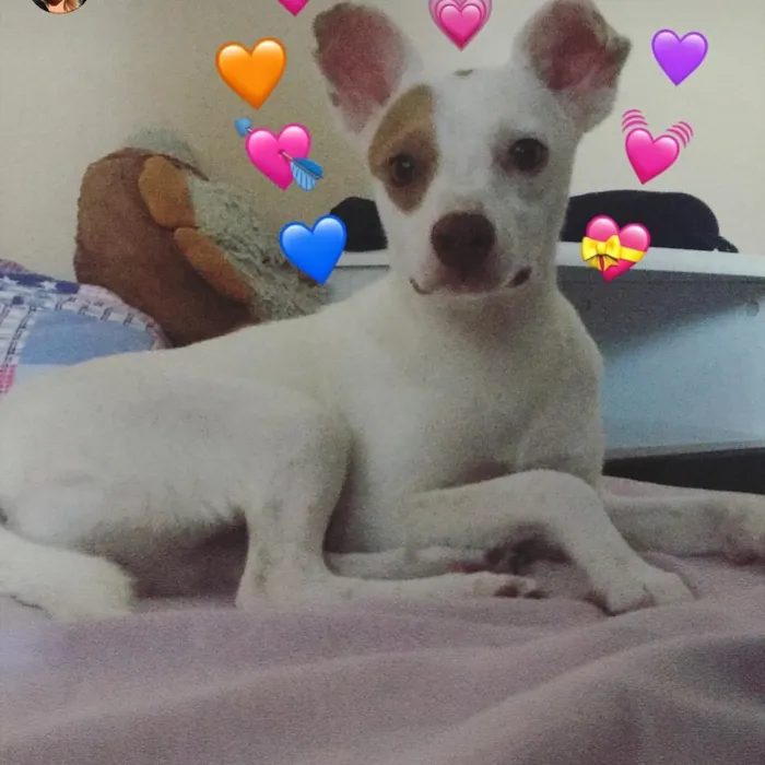 Cachorro ra a SRD idade 1 ano nome Aninha