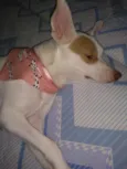 Aninha