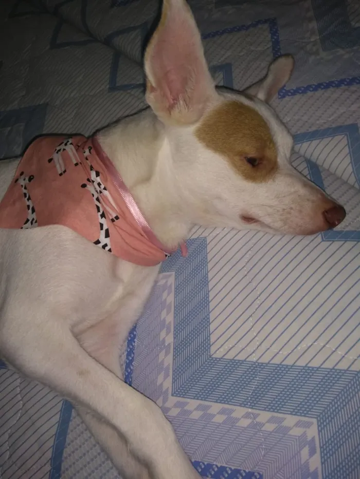 Cachorro ra a SRD idade 1 ano nome Aninha