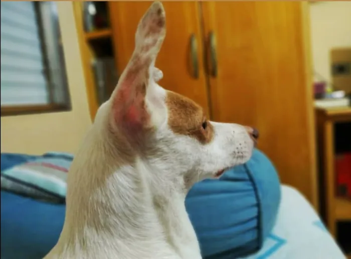Cachorro ra a SRD idade 1 ano nome Aninha