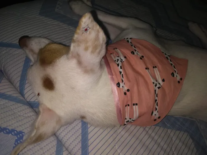 Cachorro ra a SRD idade 1 ano nome Aninha