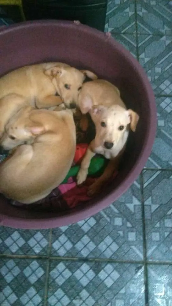 Cachorro ra a SRD idade 2 a 6 meses nome Morgana