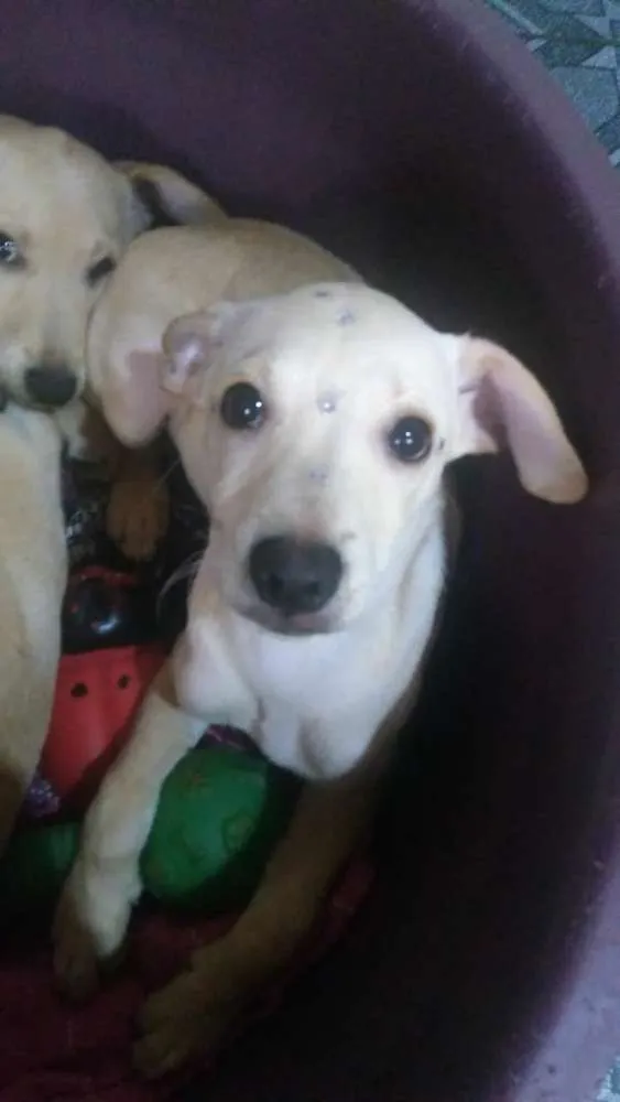 Cachorro ra a SRD idade 2 a 6 meses nome Morgana
