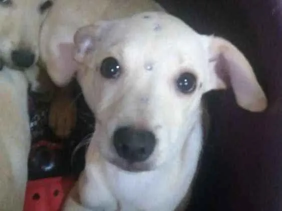 Cachorro ra a SRD idade 2 a 6 meses nome Morgana