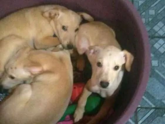 Cachorro ra a SRD idade 2 a 6 meses nome Morgana