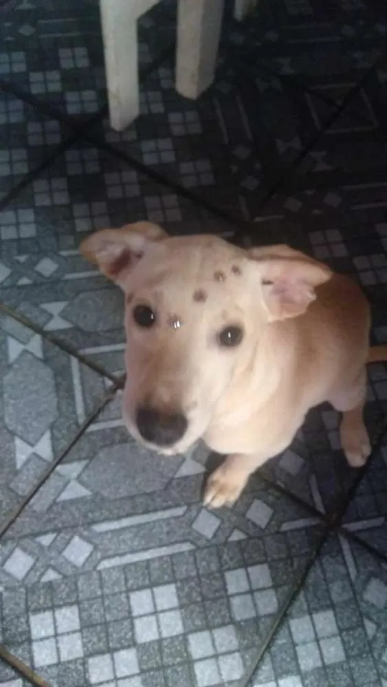 Cachorro ra a SRD idade 2 a 6 meses nome Morgana