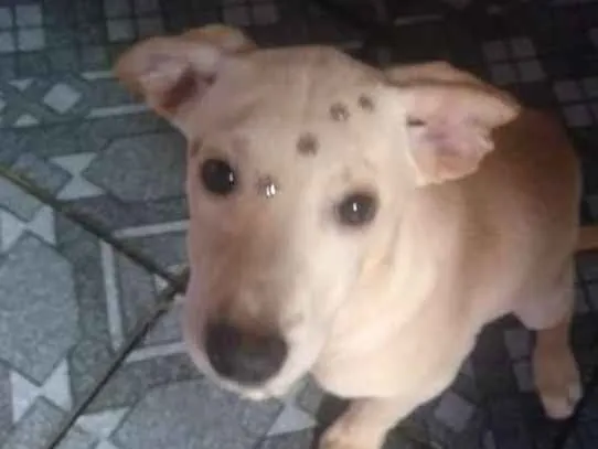Cachorro ra a SRD idade 2 a 6 meses nome Morgana