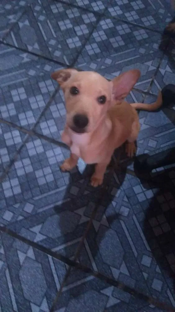 Cachorro ra a SRD idade 2 a 6 meses nome Morgana
