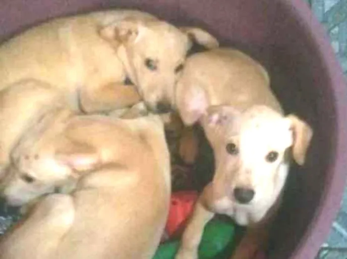 Cachorro ra a SRD idade 2 a 6 meses nome Morgana