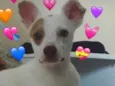 Aninha