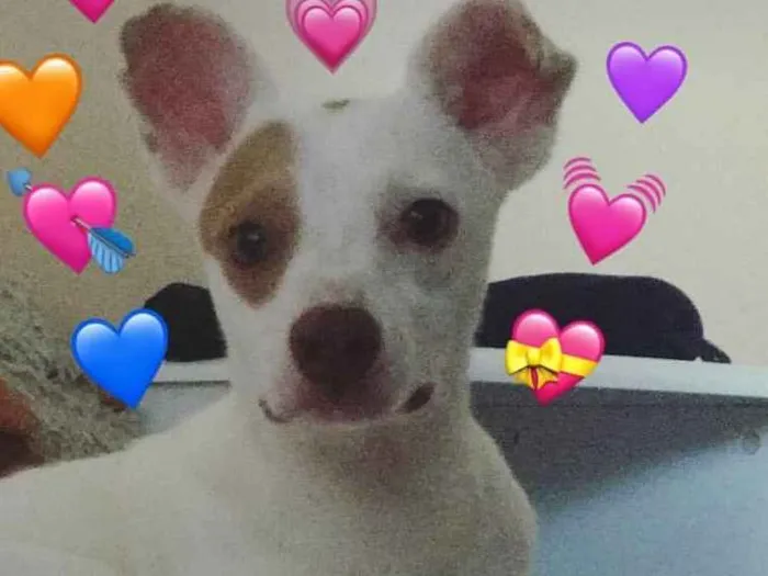 Cachorro ra a SRD idade 1 ano nome Aninha