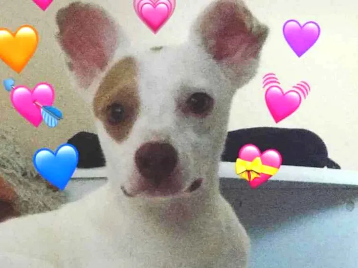 Cachorro ra a SRD idade 1 ano nome Aninha