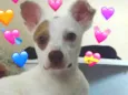 Aninha
