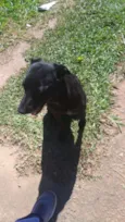 Apollo
