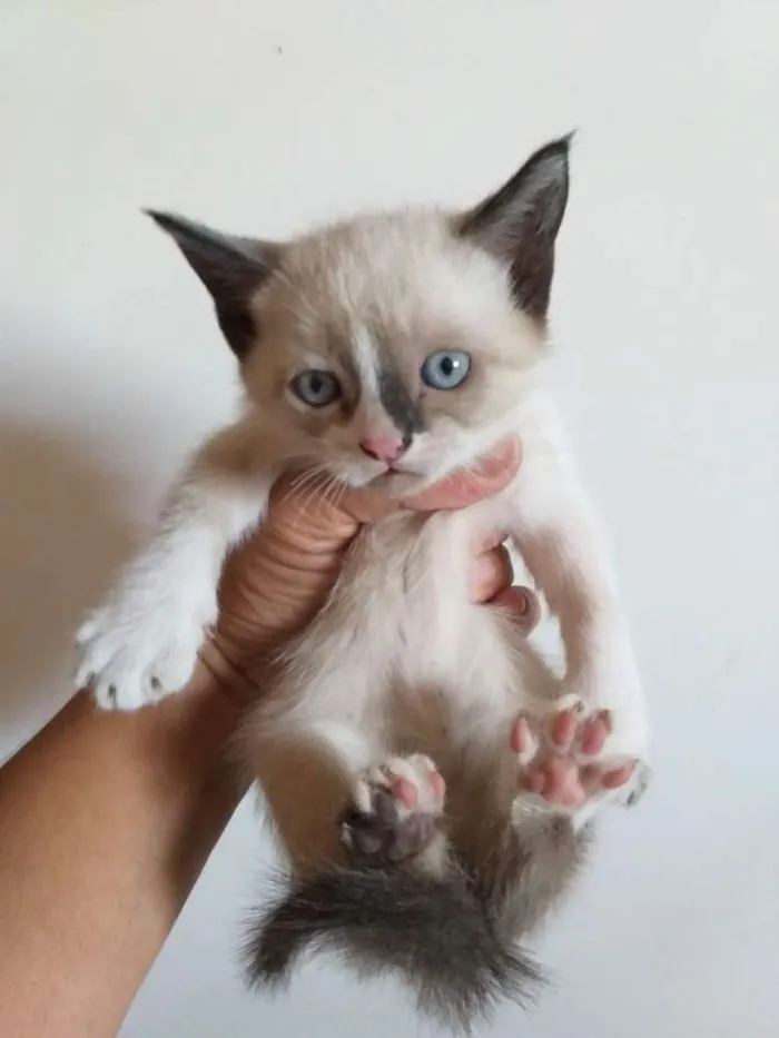Gato ra a Siamês comum idade 2 a 6 meses nome Machinha