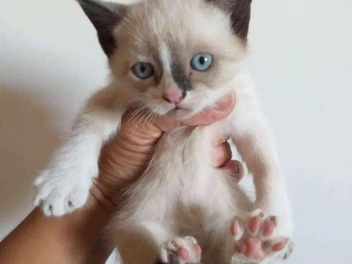 Gato ra a Siamês comum idade 2 a 6 meses nome Machinha