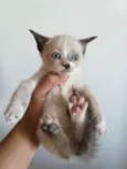 Gato de bota