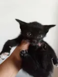 Black Cat