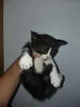 Travesso