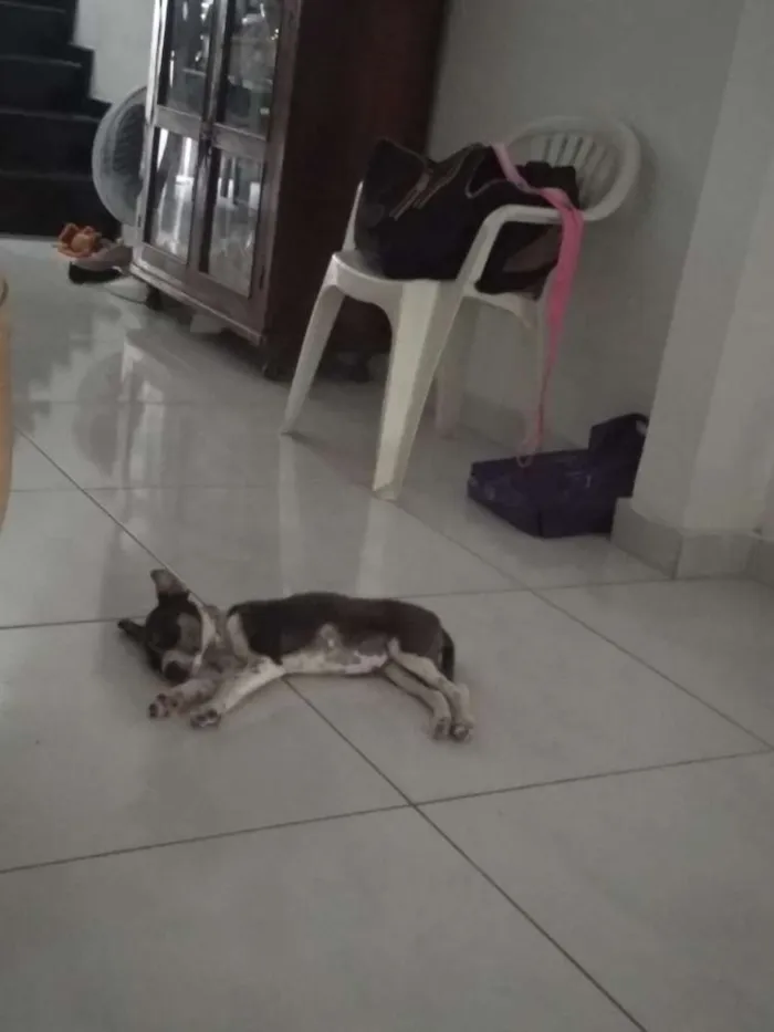 Cachorro raça Sem raça idade 2 a 6 meses nome Mel