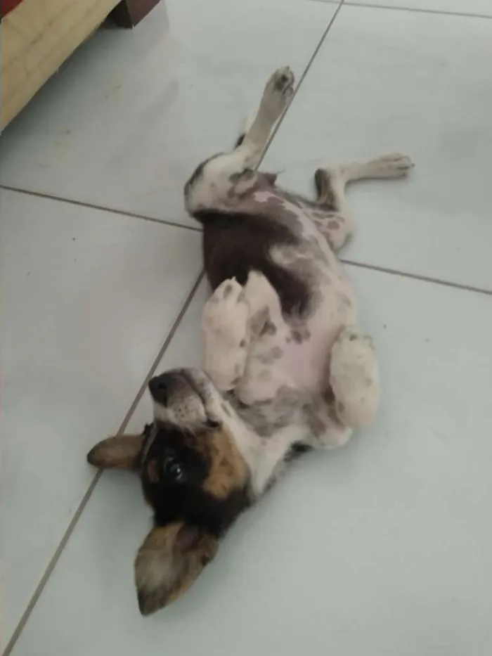 Cachorro raça Sem raça idade 2 a 6 meses nome Mel
