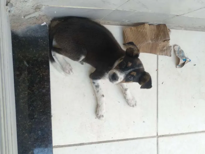 Cachorro raça Sem raça idade 2 a 6 meses nome Mel
