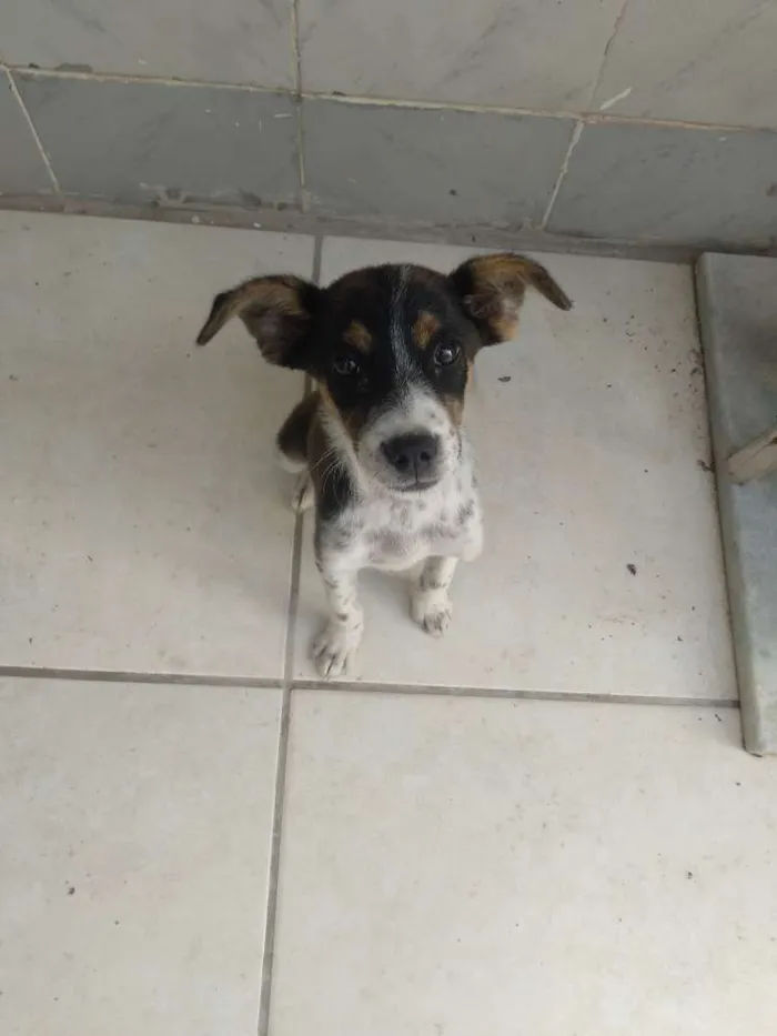 Cachorro raça Sem raça idade 2 a 6 meses nome Mel