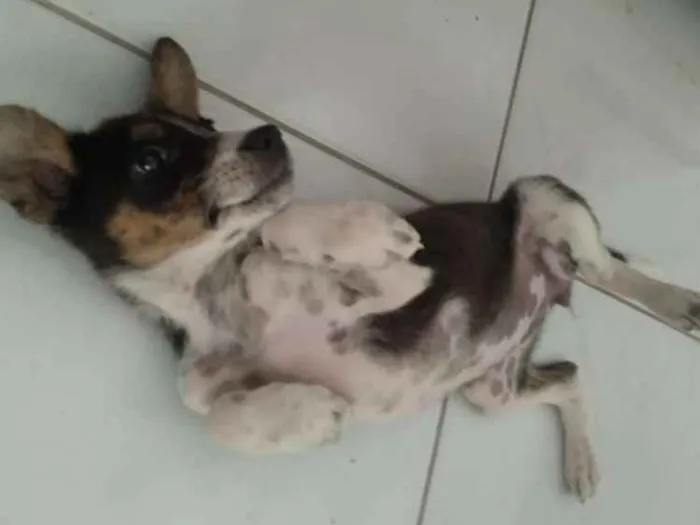 Cachorro raça Sem raça idade 2 a 6 meses nome Mel