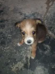 Babi