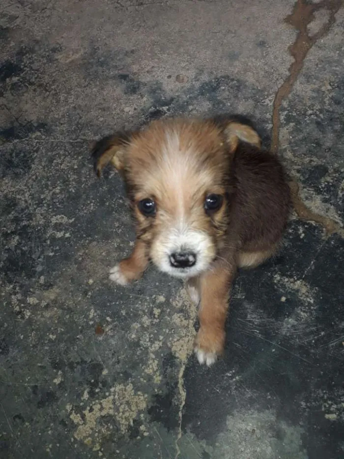 Cachorro ra a  poodle idade Abaixo de 2 meses nome Babi