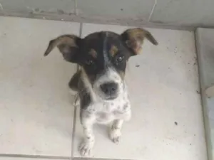 Cachorro raça Sem raça idade 2 a 6 meses nome Mel
