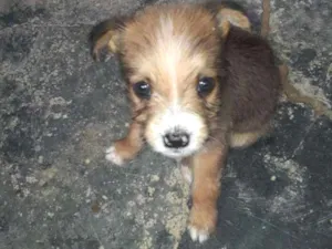 Cachorro raça  poodle idade Abaixo de 2 meses nome Babi
