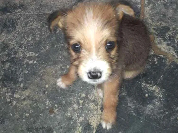 Cachorro ra a  poodle idade Abaixo de 2 meses nome Babi