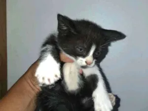 Gato raça Siamês comum idade 2 a 6 meses nome Travesso