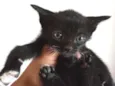 Black Cat