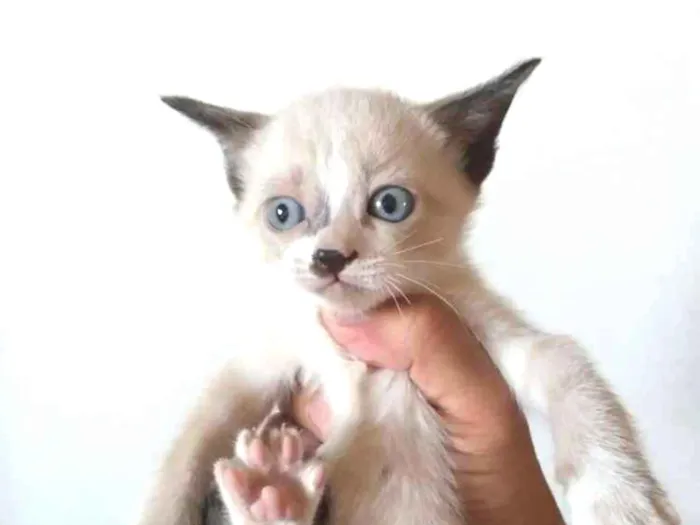 Gato ra a Siamês comum  idade 2 a 6 meses nome Gato de bota