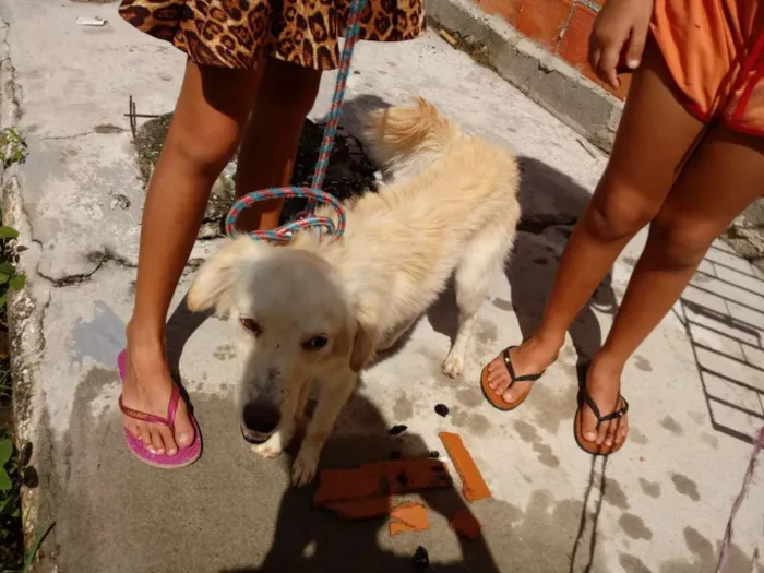 Cachorro raça Vira lata idade 1 ano nome Sansaõ