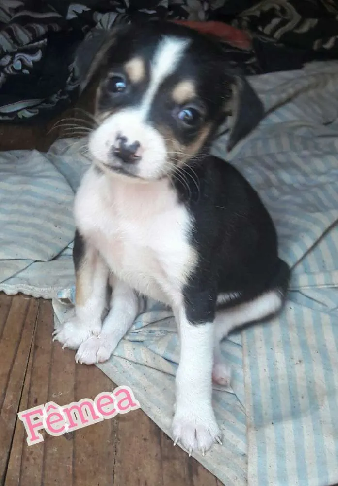 Cachorro ra a . idade Abaixo de 2 meses nome .