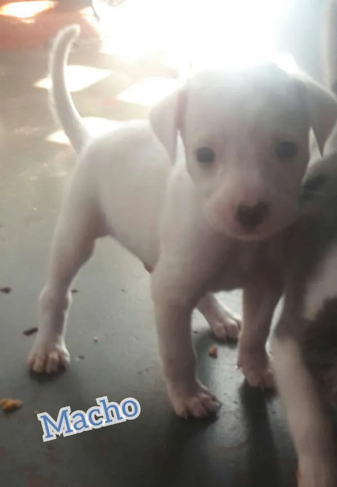 Cachorro ra a . idade Abaixo de 2 meses nome .
