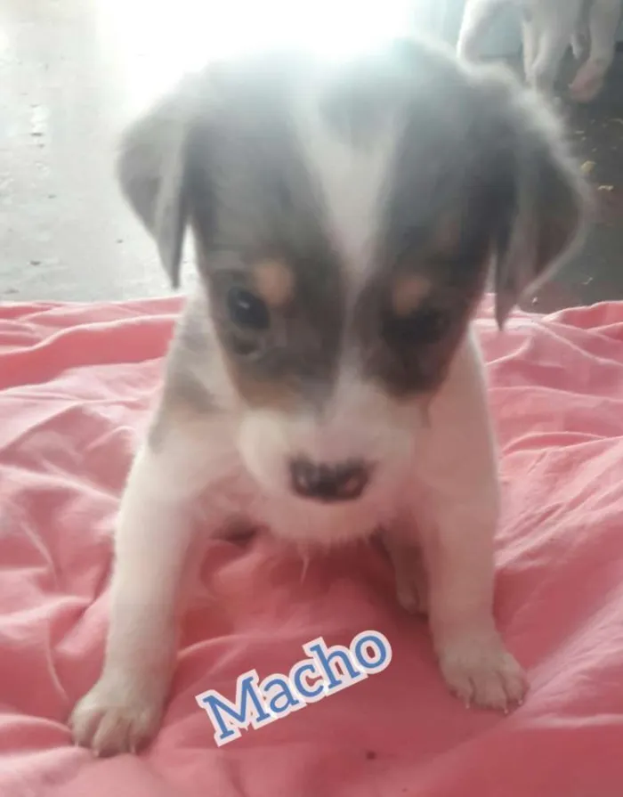 Cachorro ra a . idade Abaixo de 2 meses nome .