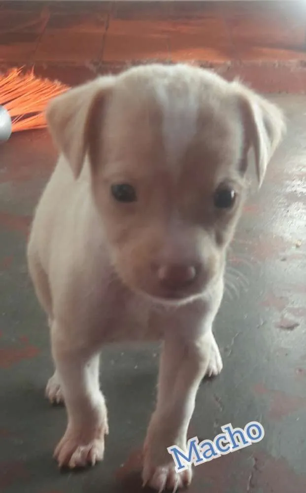 Cachorro ra a . idade Abaixo de 2 meses nome .