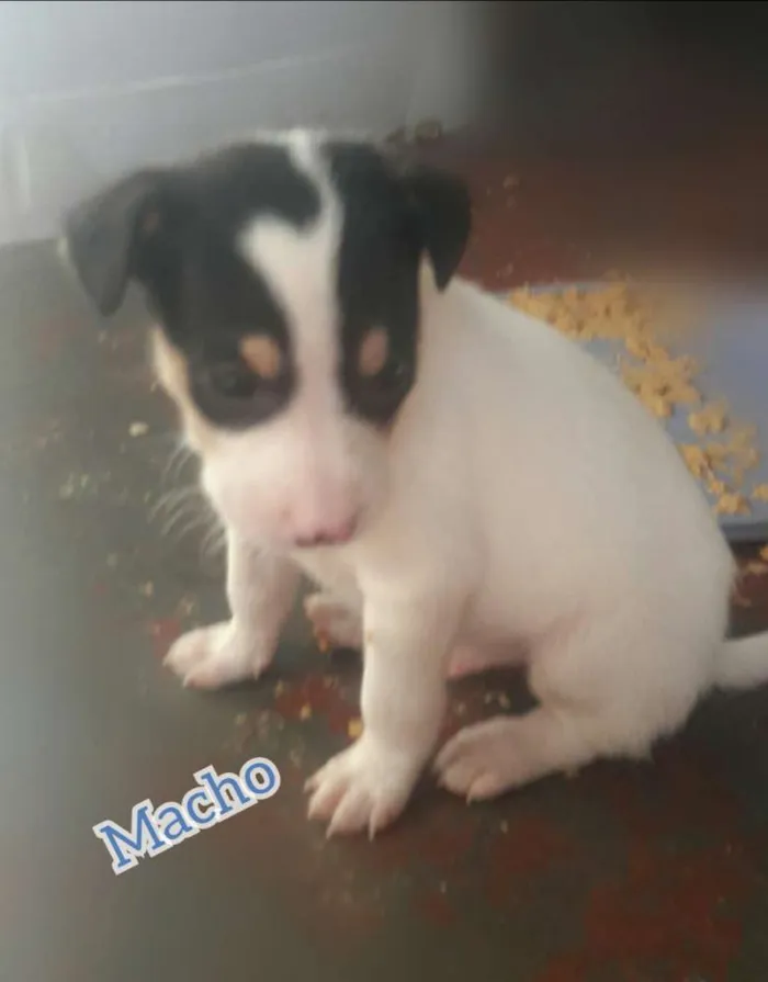 Cachorro ra a . idade Abaixo de 2 meses nome .