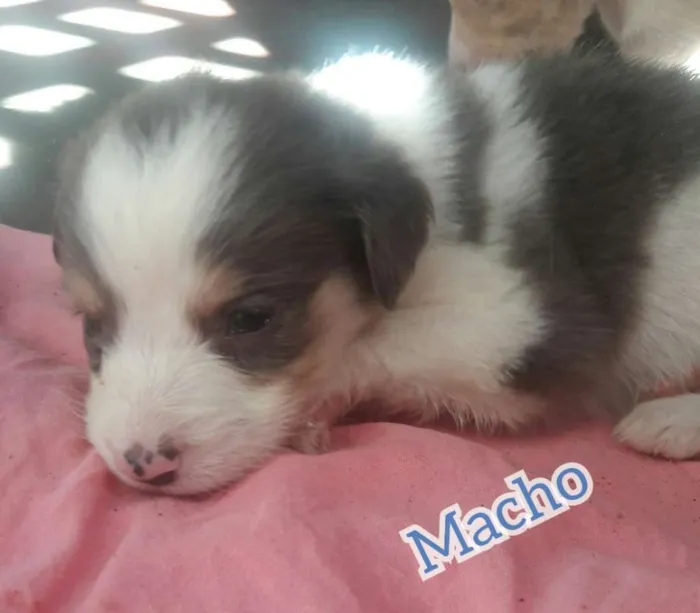 Cachorro ra a . idade Abaixo de 2 meses nome .